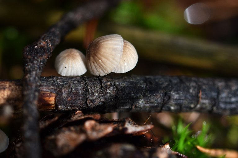 tiny mushrooms pine cone 1.jpg