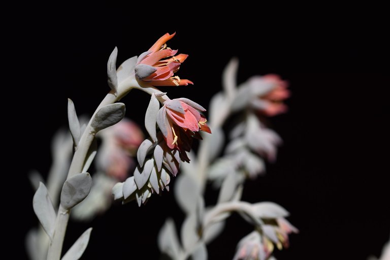 Echeveria runyonni 'Topsy Turvy' 2.jpg