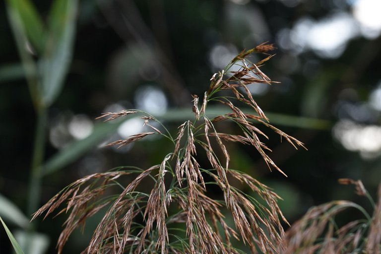 raindrops pl grasses 1.jpg