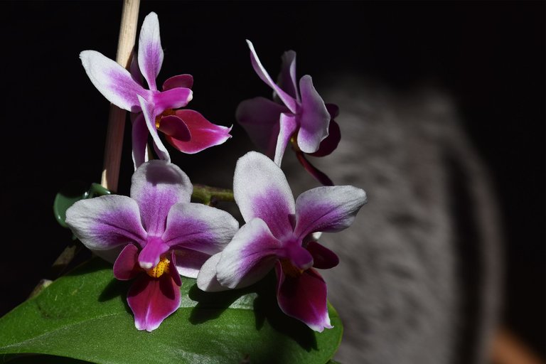 mini orchid flower surprise 2022 2.jpg