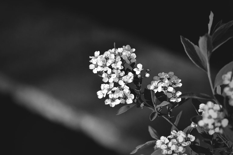 Tawuła Garland spiraea bw 8.jpg