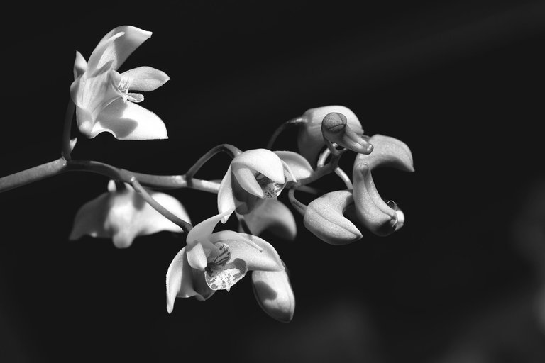 Dendrobium kingianum var. Silcockii bw 8.jpg