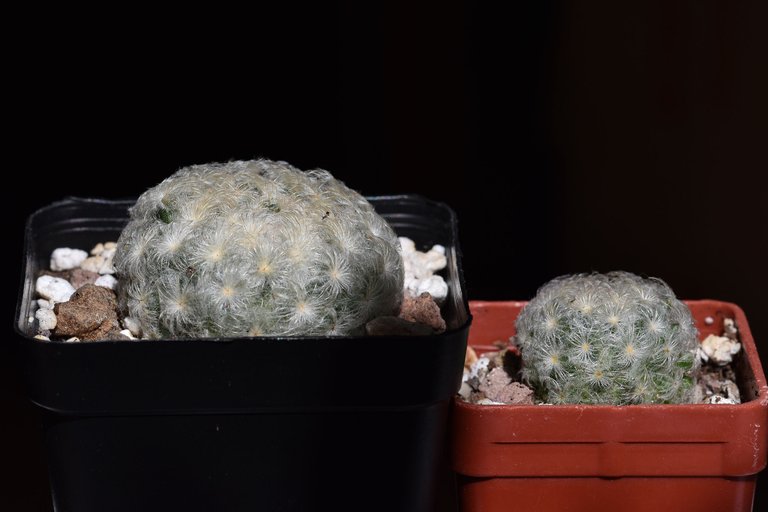 Mammillaria plumosa 2024 5.jpg