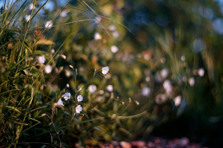 wildflowers helios bokeh pl.jpg