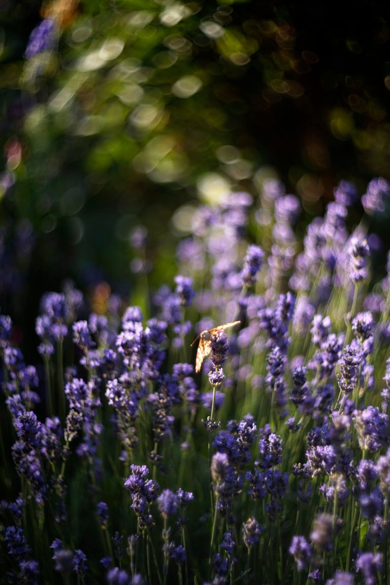 lavender butterflies garden helios 4.jpg