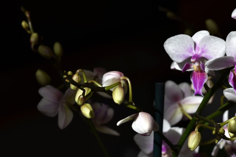 Phalaenopsis Sogo Twilight Rainbow 6.jpg