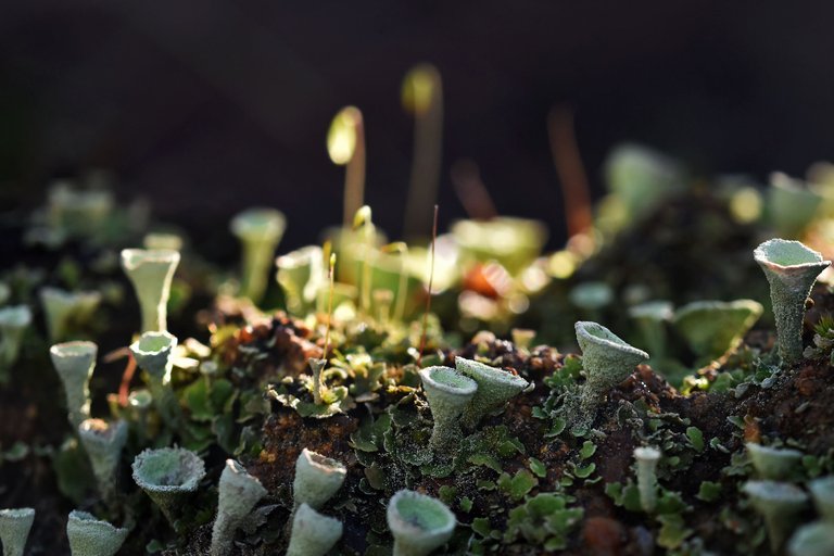 Cladonia lichens moss macro 10.jpg