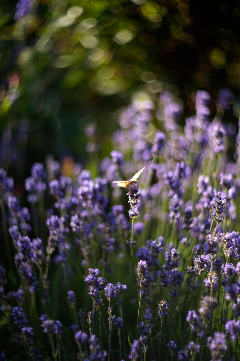 lavender butterflies garden helios 5.jpg