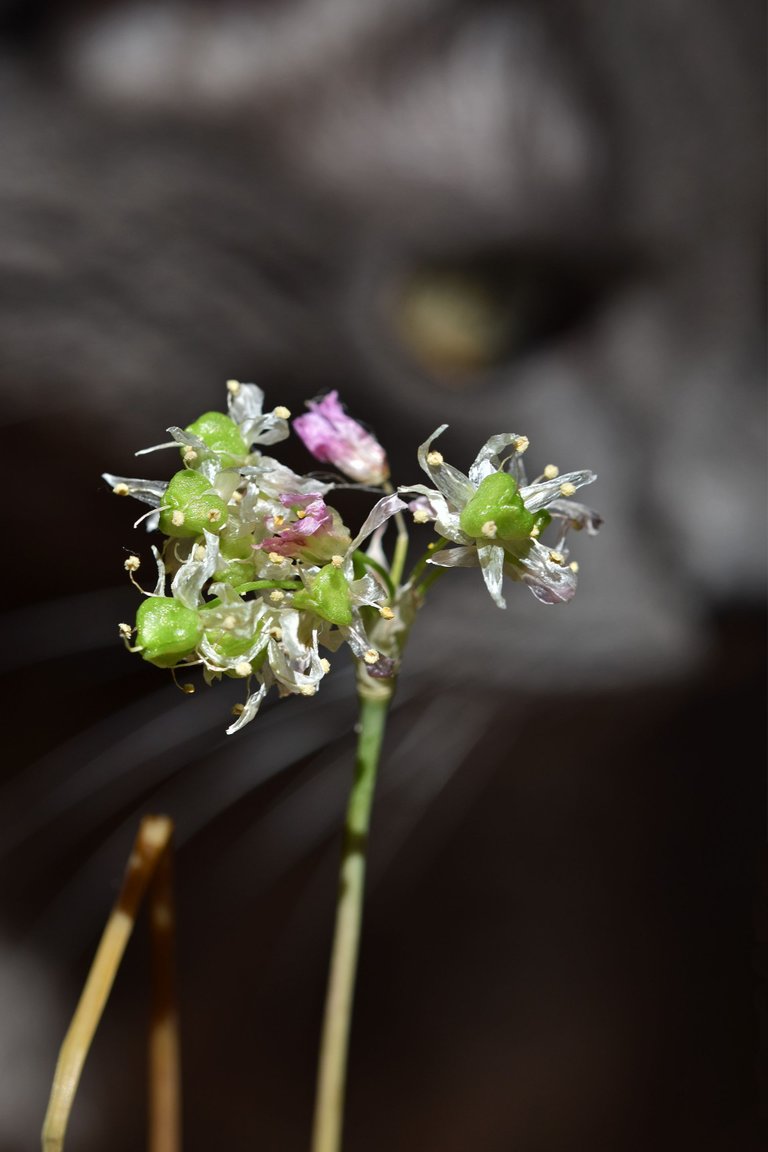 suzi paws garlic flower 3.jpg