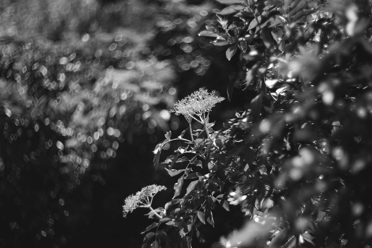 Elderberry flower helios bokeh bw 1.jpg