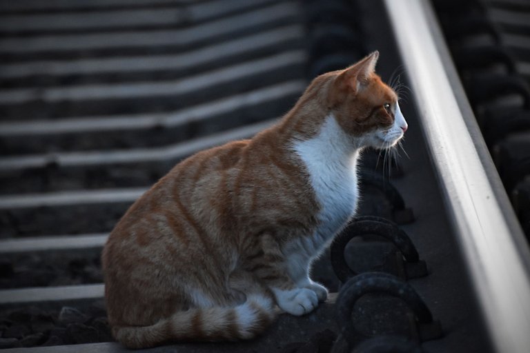 ginger cat tracks 2.jpg