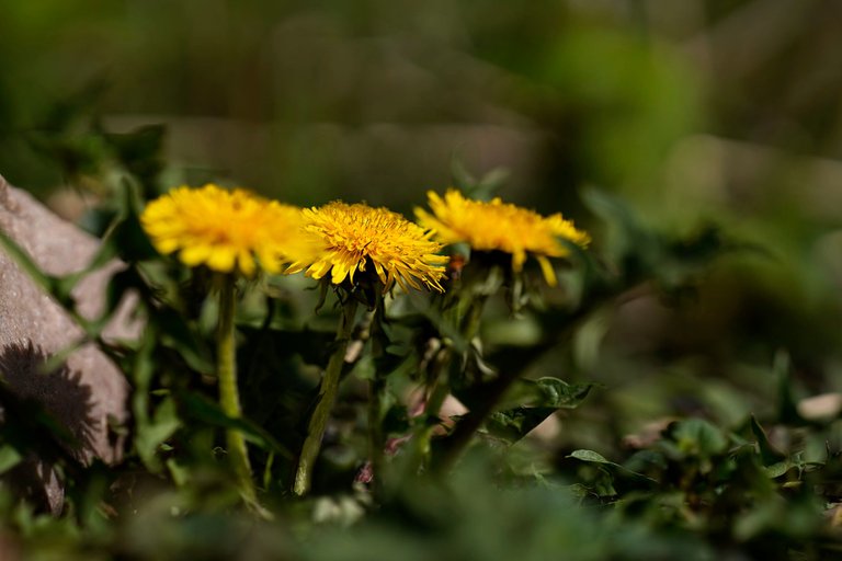 dandelion samyang 4.jpg