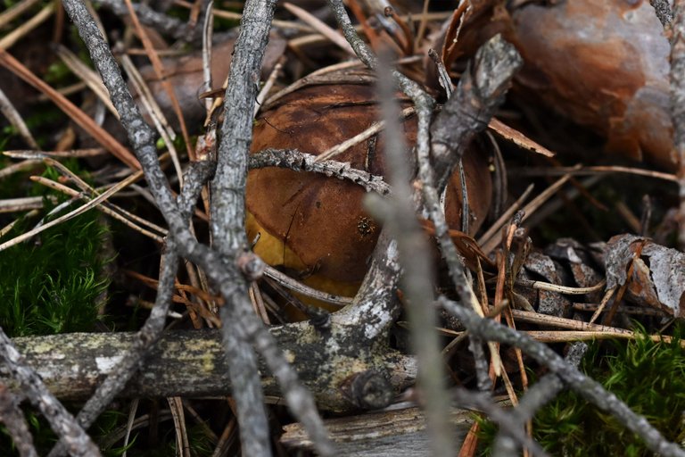 boletus mushroom pl 4.jpg