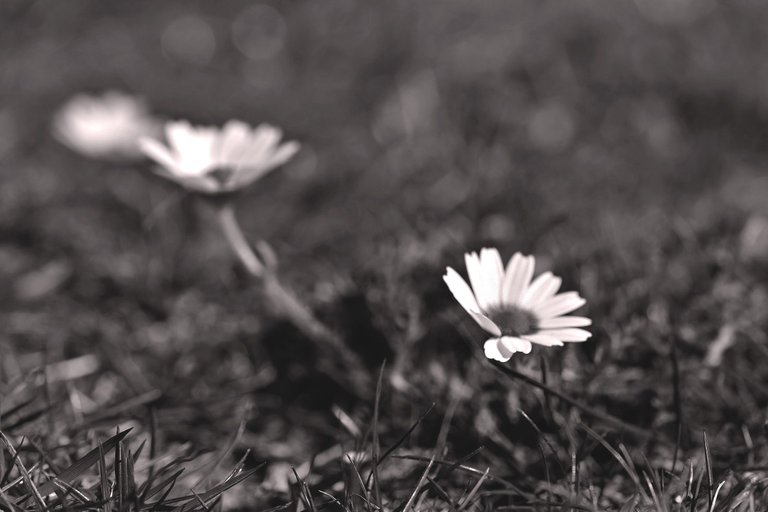 daisies lawn 2.jpg