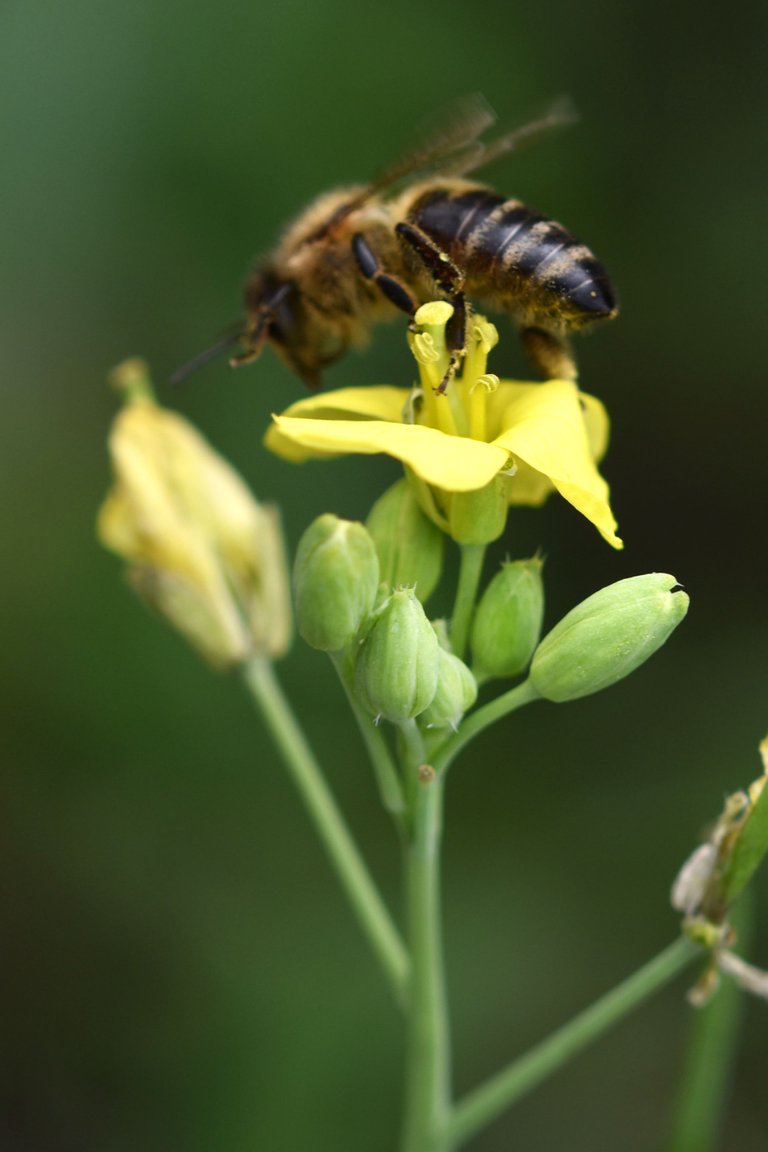 yellow ruccola bee pl 7.jpg