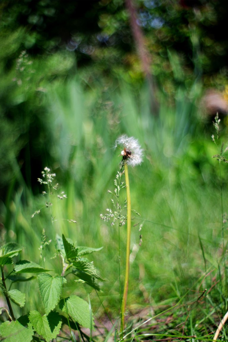 garden pl takumar bokeh 5.jpg