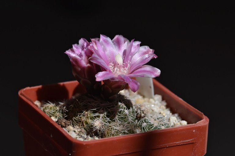 Gymnocalycium Bruchii 2021 1.jpg