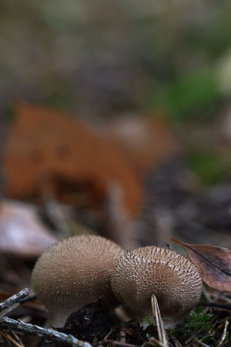 puffball mushroom pl 3.jpg