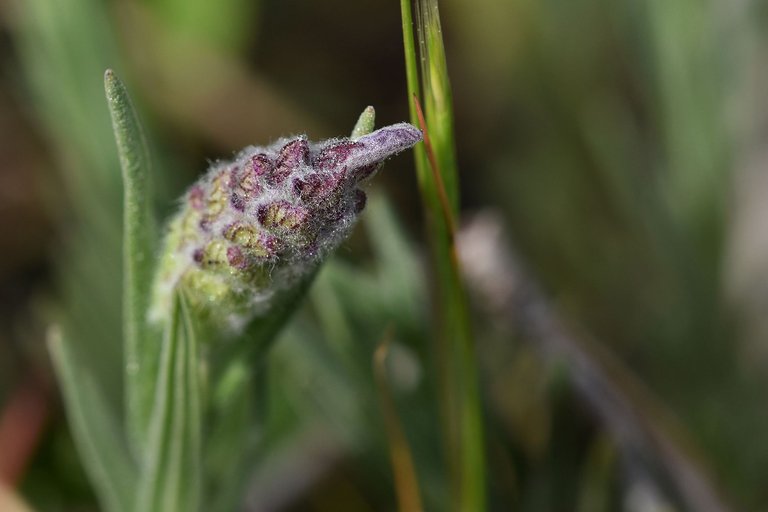 Lavandula pedunculata wild lavender 1.jpg