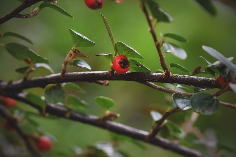 Cranberry Cotoneaster shrub pl 11.jpg