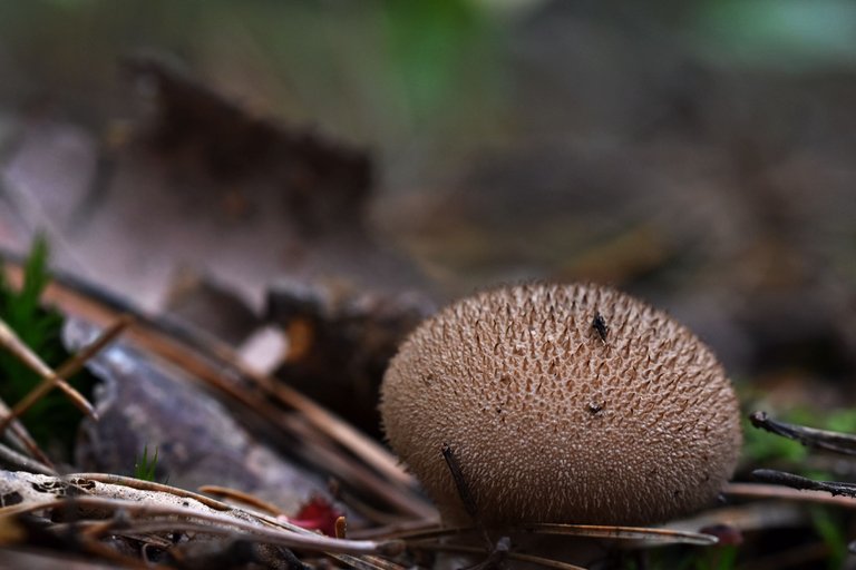 puffball mushroom pl 1.jpg