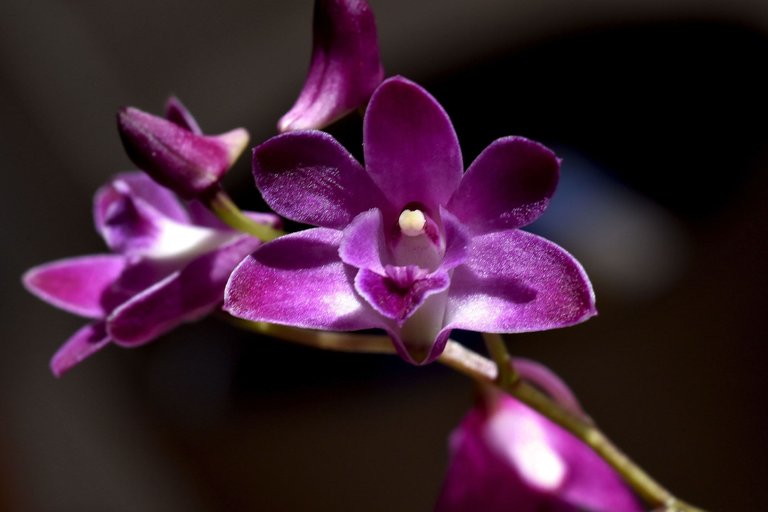 Dendrobium Berry Odda 1.jpg