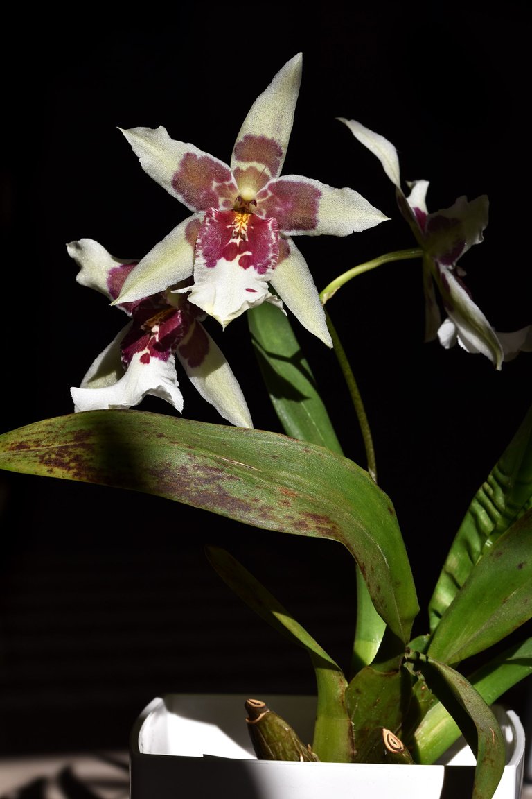 Beallara Tahoma Glacier 2021 10.jpg