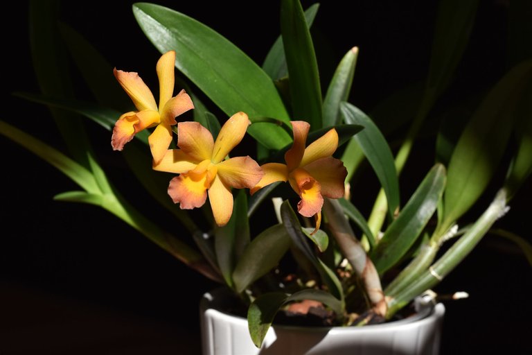 Cattleya Little Lemon Drops x Cattleytonia Why Not 2021 4.jpg