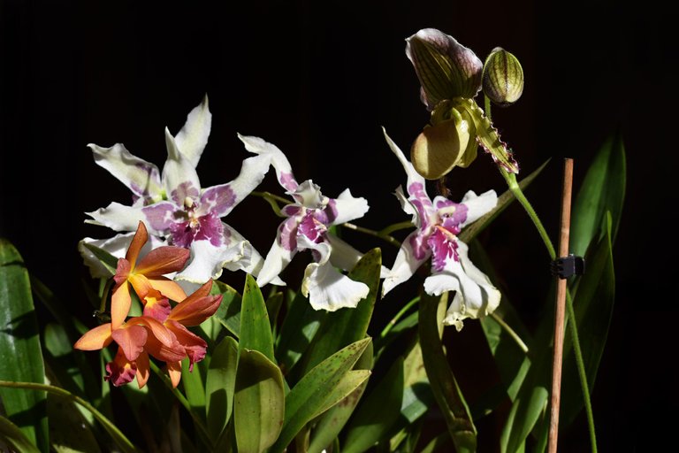 December orchids 2024 1.jpg