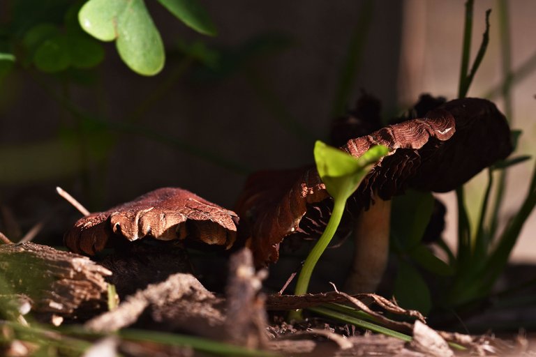 brown mushrooms park 5.jpg