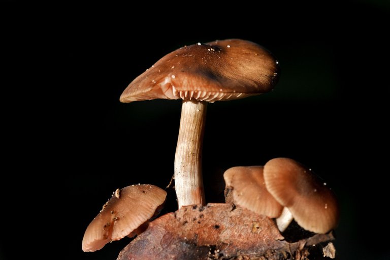 mushroom group lawn 5.jpg