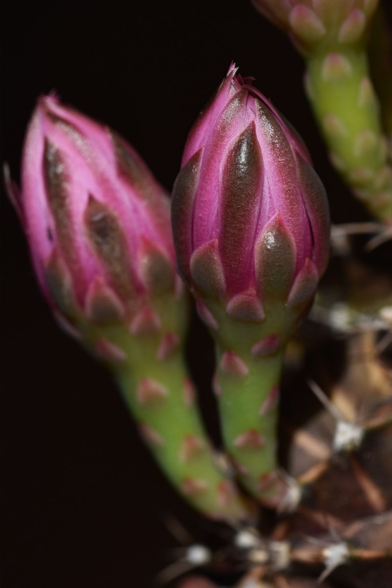 Gymnocalycium Mihanovichii group flower 2021 7.jpg