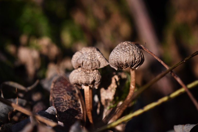 mushrooms moss log 7.jpg