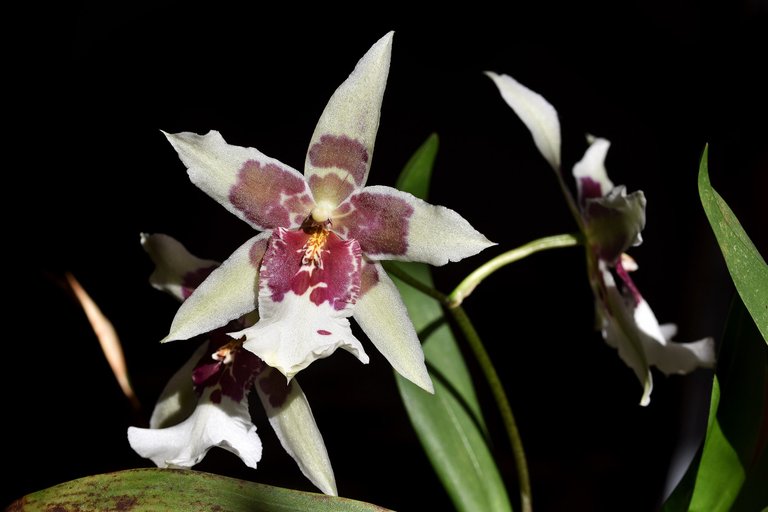 Beallara Tahoma Glacier 2021 1.jpg