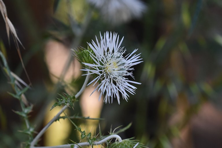 Giant thistle park 8.jpg