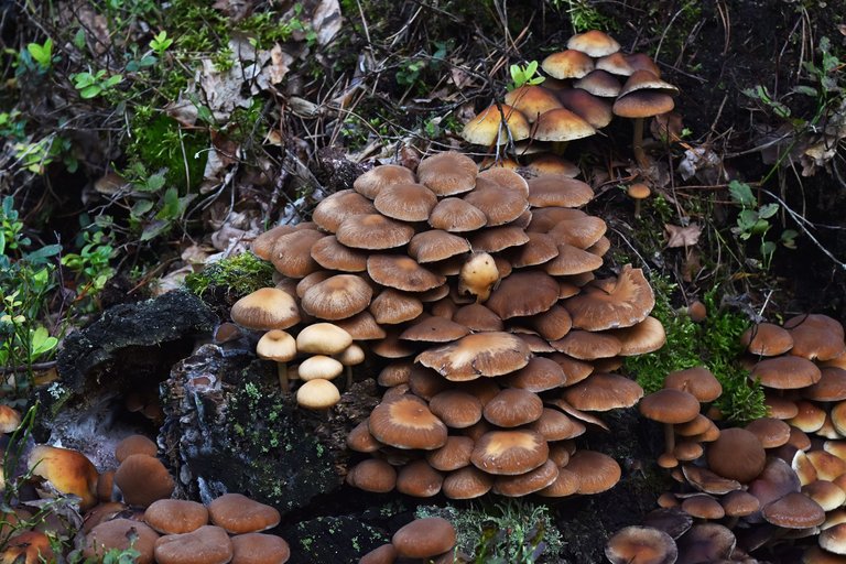 sulphur tuft brown mushrooms group pl 1.jpg