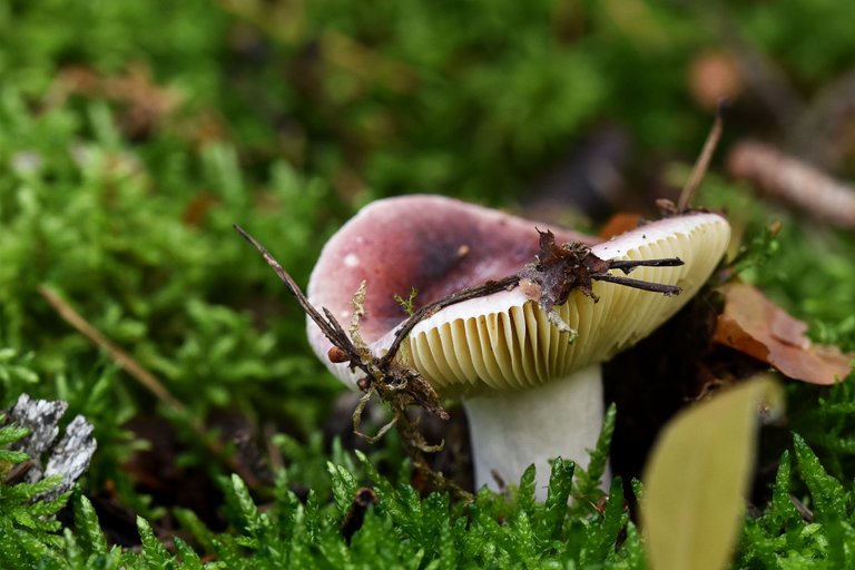 Russula purple mushrom pl 5.jpg