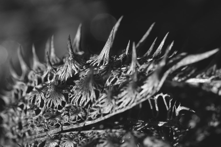 Datura stramonium drystuff bw 6.jpg