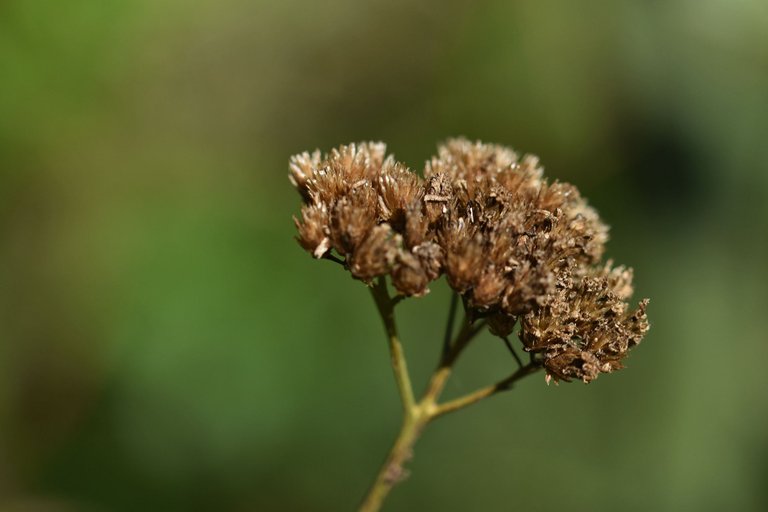 Achillea millefolium wildflower pl 10.jpg