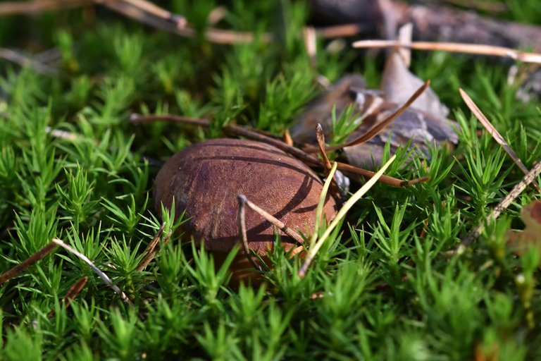 boletus mushroom pl 3.jpg