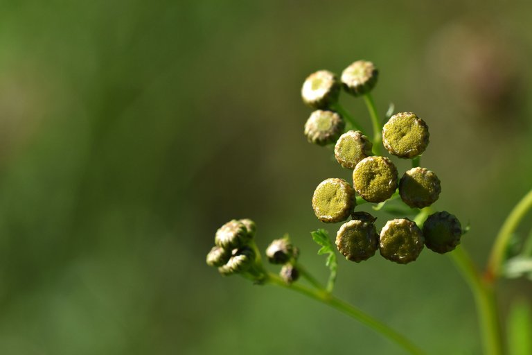 Tanacetum vulgare yellow wilflower pl 1.jpg