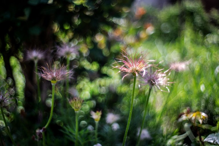 garden pl takumar bokeh 6.jpg