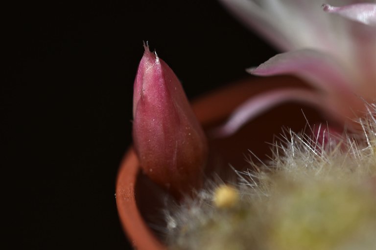 Rebutia Albiflora 2023 3.jpg