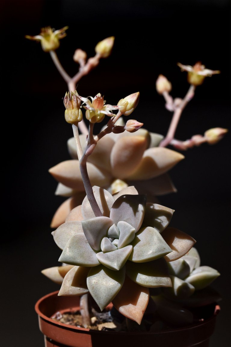 graptopetalum paraguayense flower 3.jpg