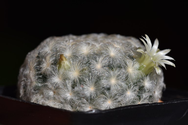 mammillaria plumosa 2024 2.jpg