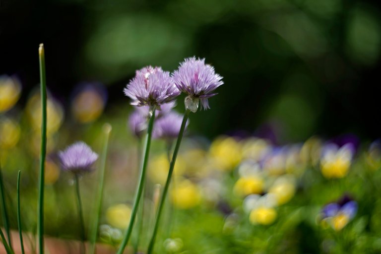 onion flower  bokeh helios pl 1.jpg