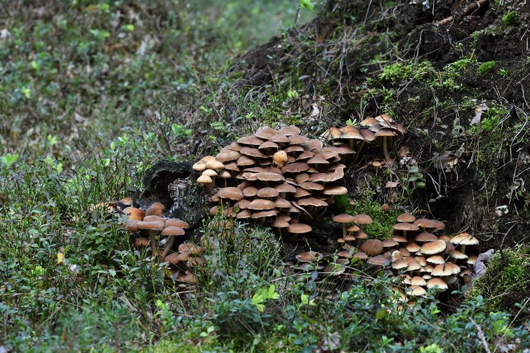 sulphur tuft brown mushrooms group pl 2.jpg