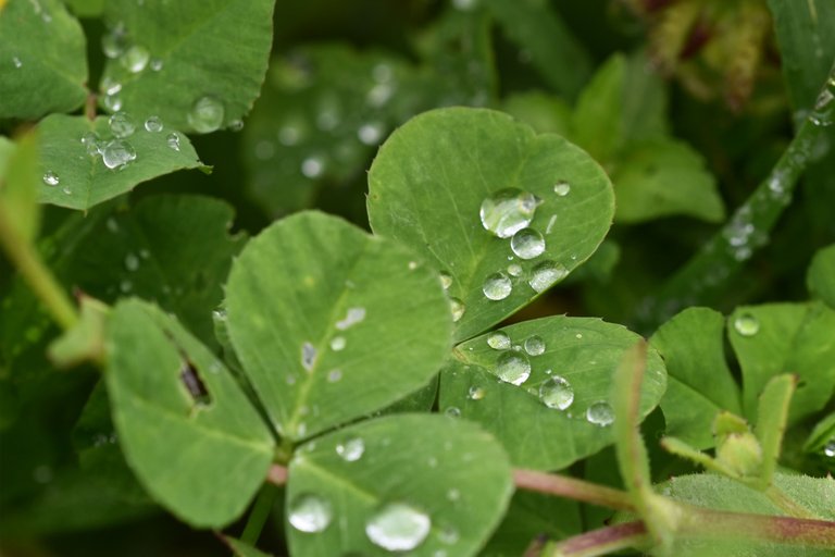 clover leaf raindrops 5.jpg