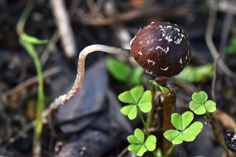 small brown mushroom sugarcoated 5.jpg