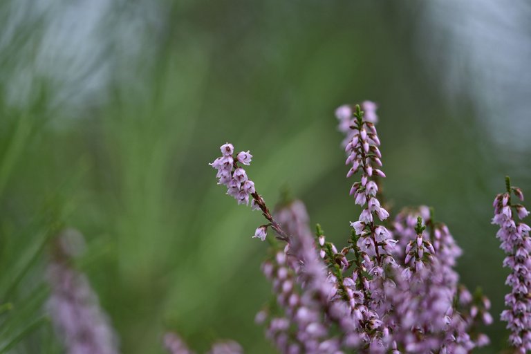 heather flowers october 9.jpg